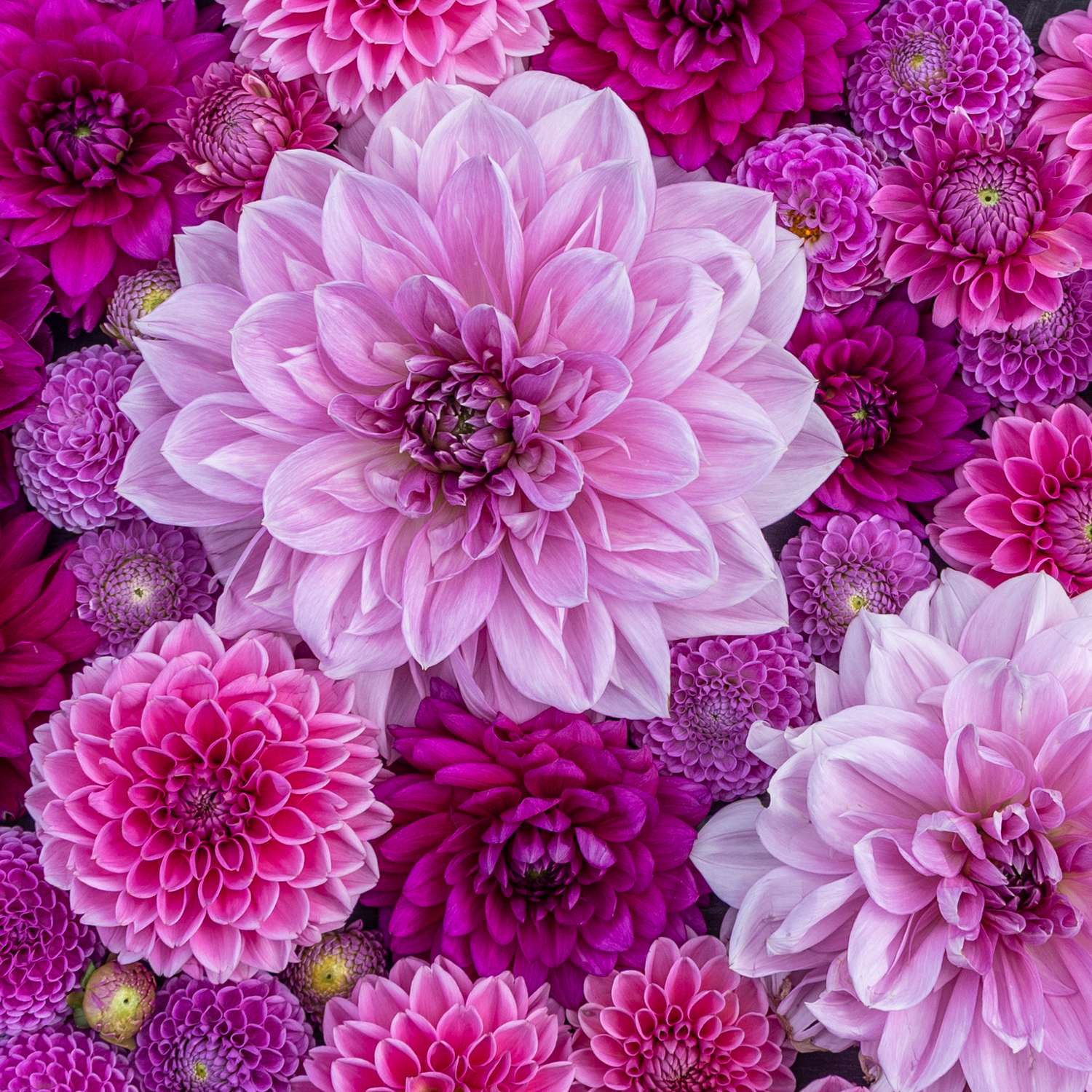 Dahlia mix ‘Purple Favorites’
